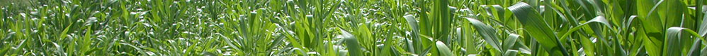 Plant pathology News